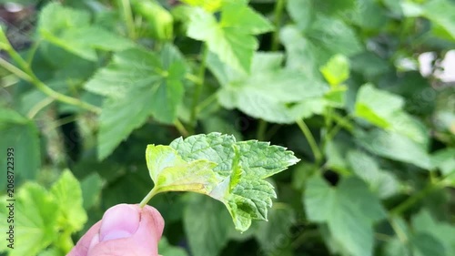 Gardener checks deformed blackcurrant leaf on bush, showing spider mite infestation and crop health problem concept.
