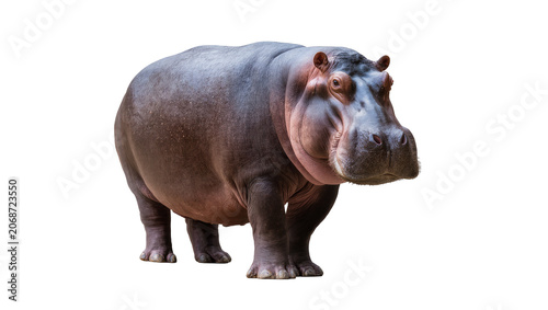 Bild auf Leinwand Large hippopotamus standing full body view, facing forward