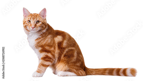Φωτογραφία Orange tabby cat sitting with white chest and paws