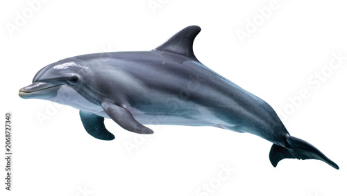 Valokuva Gray dolphin swimming gracefully with sleek body and fins
