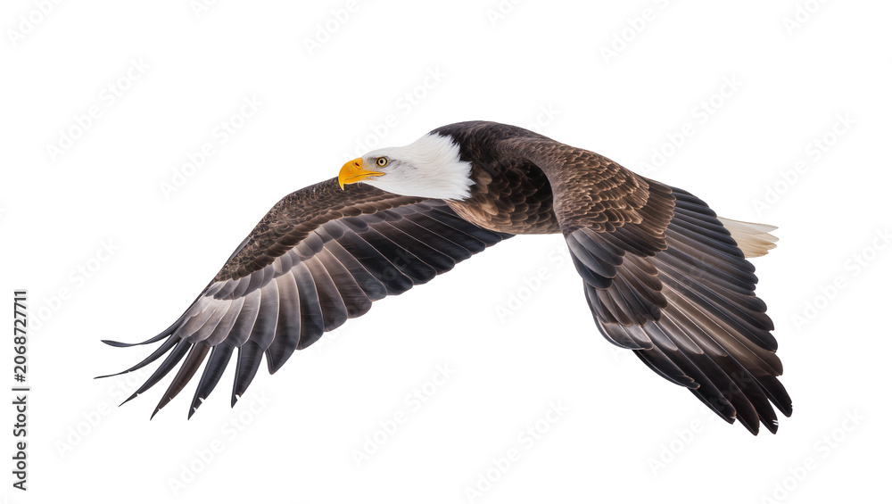 Obraz premium Bald eagle bird with spread wings flying