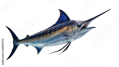 Foto Blue Marlin Fish with Spear-like Bill and Blue Dorsal Fin