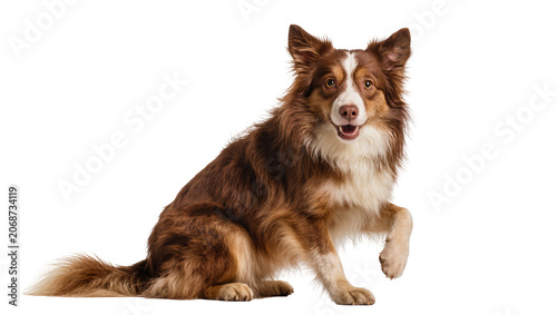 Obraz na plátně Brown and white Border Collie dog sitting with paw raised