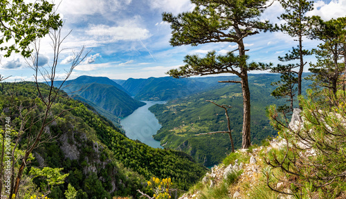 Resilient pine trees growing on steep rocky cliffs overlooking the winding Drina River canyon in Tara National Park. Serbia