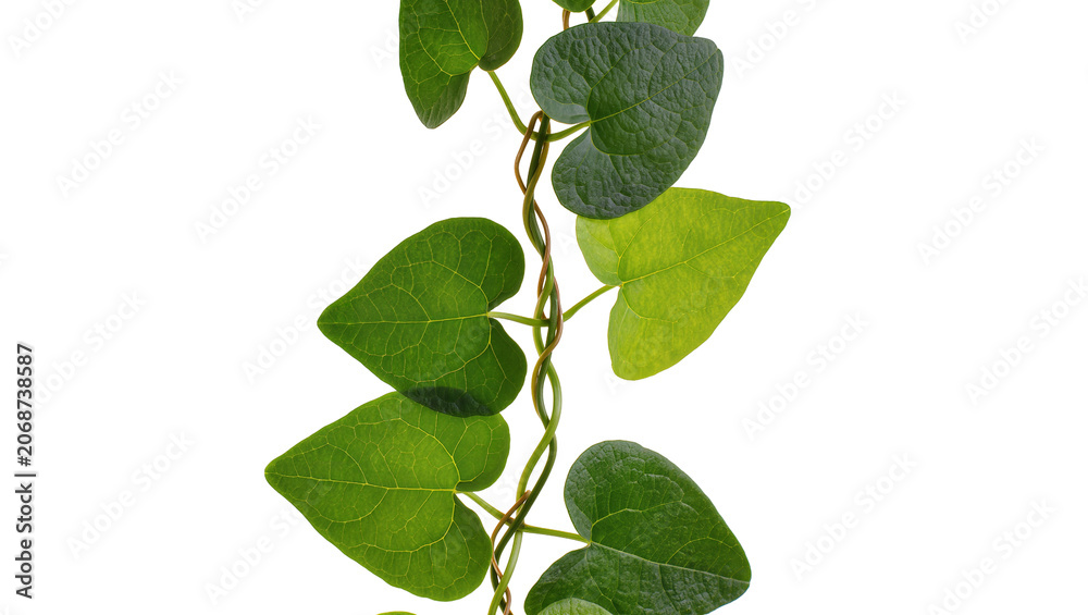 Fototapeta premium Green vine with heart-shaped leaves twisting on stem