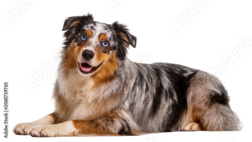 Fotografie Australian Shepherd dog with blue eyes lying down