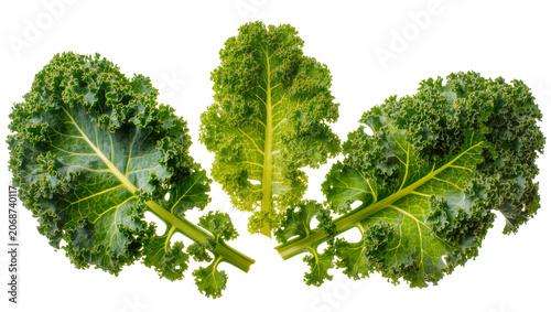 Obraz na plátně Curly kale leaves with prominent veins and ruffled edges