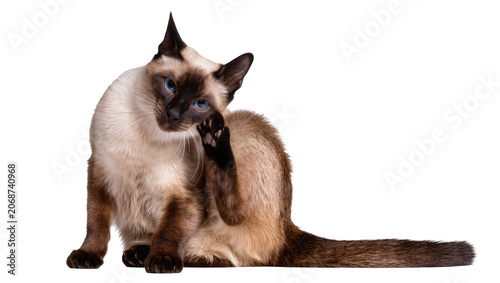Фотография Siamese cat scratching ear with paw blue eyes, cream and brown fur