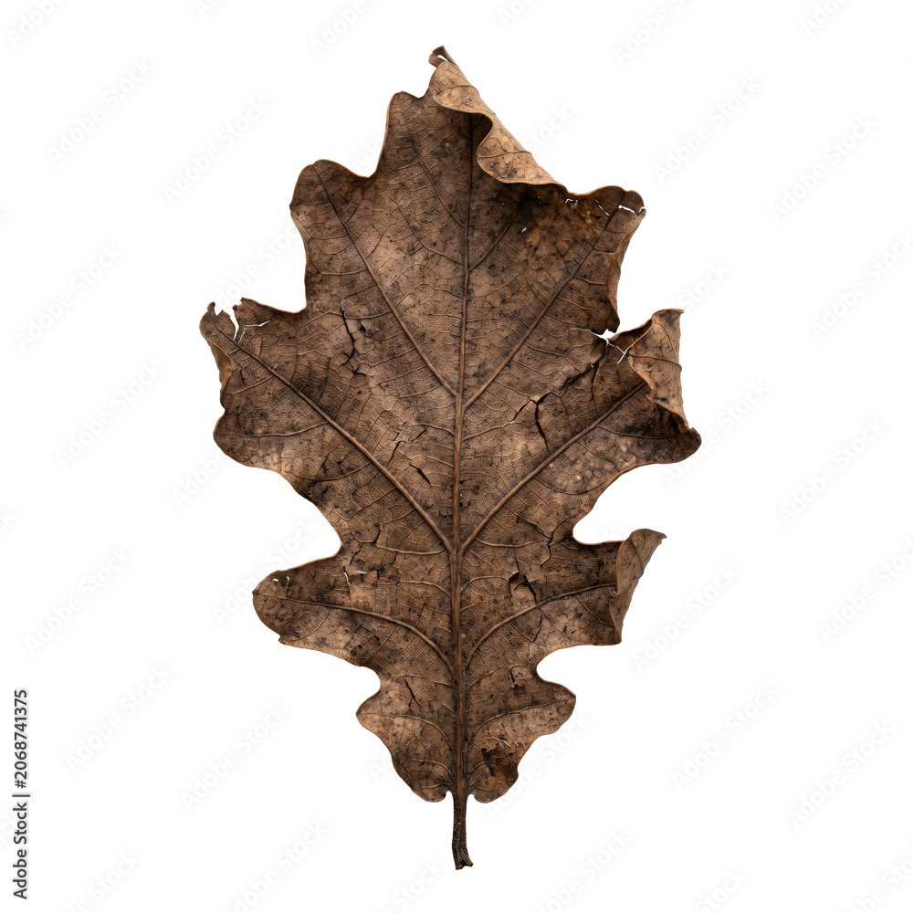 Fototapeta premium Crisp Brown Dead Oak Leaf with Brittle Cracks for Dry Autumn Texture Concepts