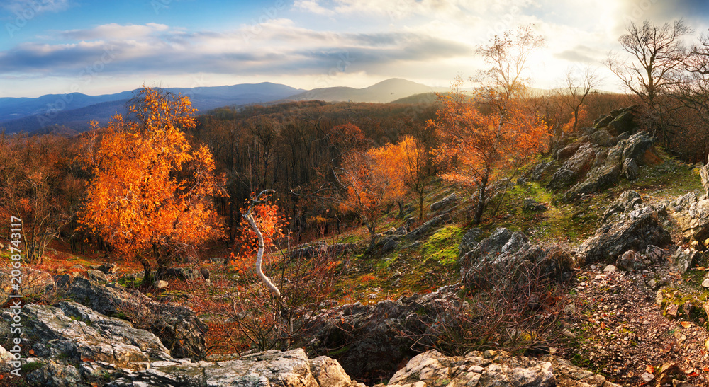 Fototapeta premium Autumn birch forest with golden leaves in bright sunset ligh in mountain panoramic view.