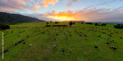 Aerial view of the sunset and cows on the grass, New Zealand farm
