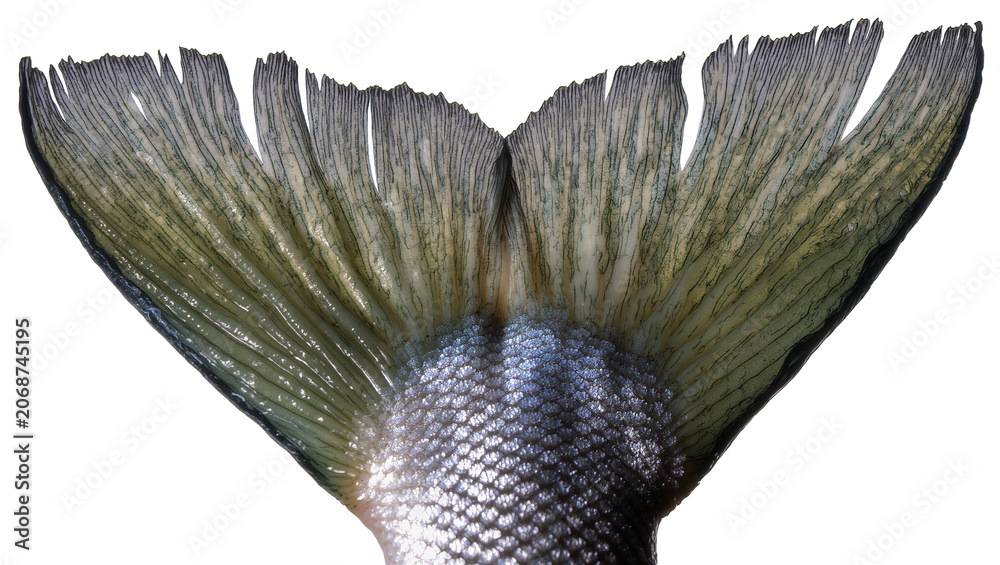 image to crop