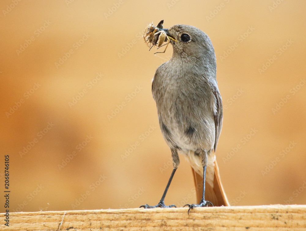 Fototapeta premium Black redstart - Phoenicurus ochruros female