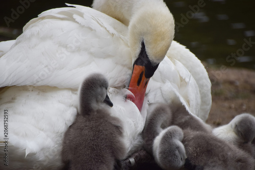 Young mute swan cygnets snuggle next to their mother.