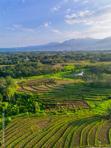 Terraced Rice Fields at Sunrise in Indonesia. Beautiful panoramic view of terraced rice fields surrounded by lush tropical greenery and palm trees