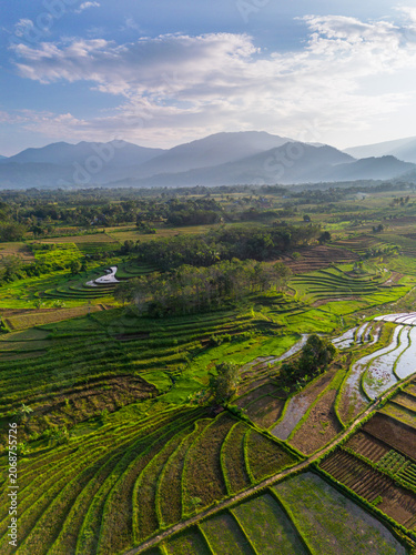 Terraced Rice Fields at Sunrise in Indonesia. Beautiful panoramic view of terraced rice fields surrounded by lush tropical greenery and palm trees