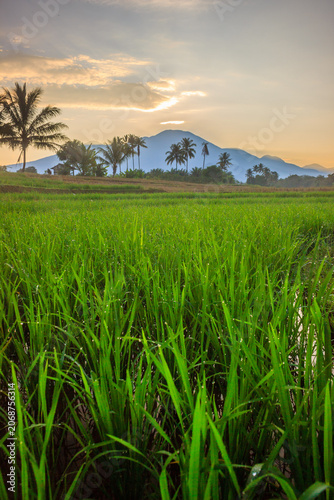 Terraced Rice Fields at Sunrise in Indonesia. Beautiful panoramic view of terraced rice fields surrounded by lush tropical greenery and palm trees