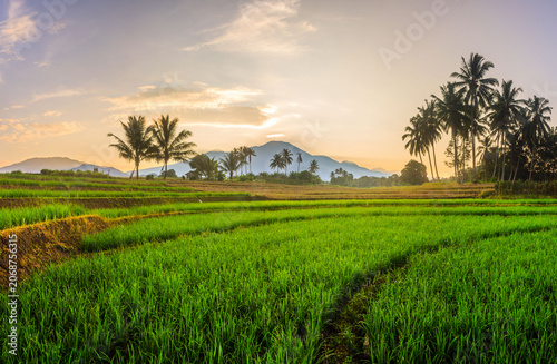 Terraced Rice Fields at Sunrise in Indonesia. Beautiful panoramic view of terraced rice fields surrounded by lush tropical greenery and palm trees