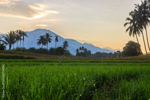 Terraced Rice Fields at Sunrise in Indonesia. Beautiful panoramic view of terraced rice fields surrounded by lush tropical greenery and palm trees