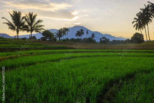 Terraced Rice Fields at Sunrise in Indonesia. Beautiful panoramic view of terraced rice fields surrounded by lush tropical greenery and palm trees
