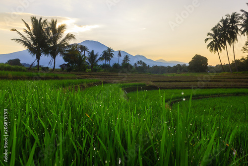 Terraced Rice Fields at Sunrise in Indonesia. Beautiful panoramic view of terraced rice fields surrounded by lush tropical greenery and palm trees