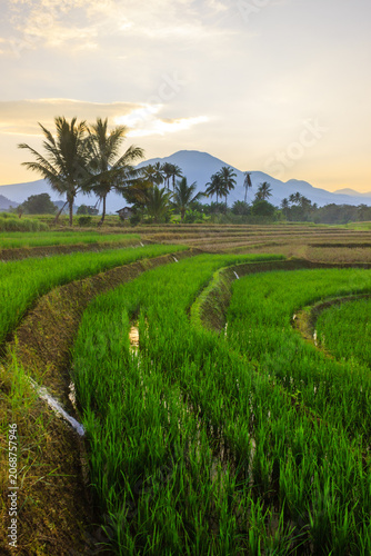 Terraced Rice Fields at Sunrise in Indonesia. Beautiful panoramic view of terraced rice fields surrounded by lush tropical greenery and palm trees