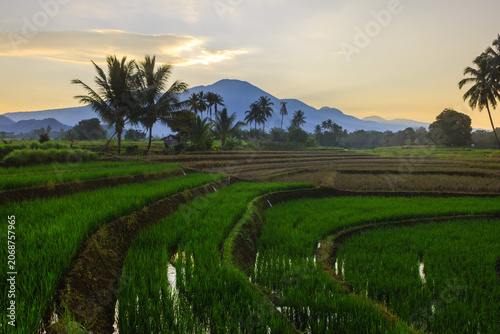 Terraced Rice Fields at Sunrise in Indonesia. Beautiful panoramic view of terraced rice fields surrounded by lush tropical greenery and palm trees