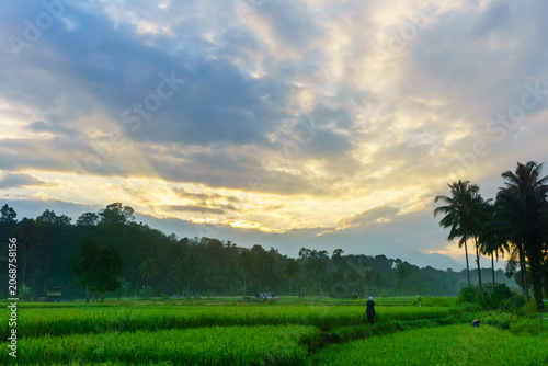 Terraced Rice Fields at Sunrise in Indonesia. Beautiful panoramic view of terraced rice fields surrounded by lush tropical greenery and palm trees