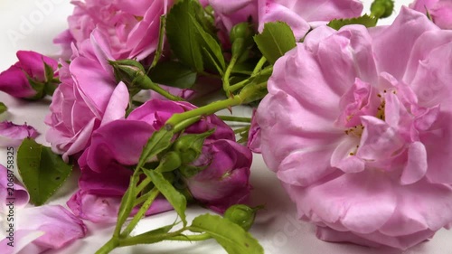 Fresh pink roses and rose petals are on a white table, side view, background