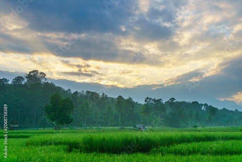 Terraced Rice Fields at Sunrise in Indonesia. Beautiful panoramic view of terraced rice fields surrounded by lush tropical greenery and palm trees