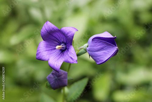 Scene with blooming violet bellflowers