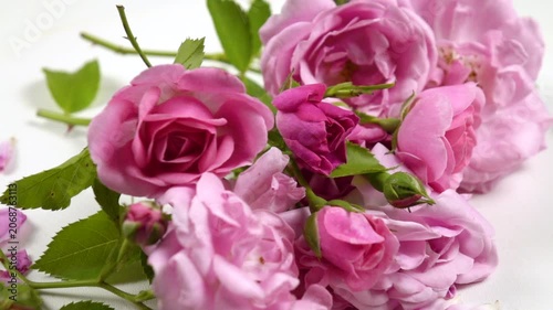 Fresh pink roses and rose petals are on a white table, side view, slow motion
