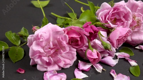 Fresh pink roses and rose petals are on a black table, side view, slow motion.