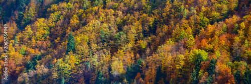 Beautiful orange and yellow autumn forest
