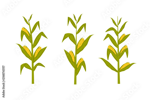 Corn plants set. Ripe golden cobs growing on stalks. Green leaves, sunny field mood. Farming, harvest or organic food packaging