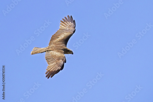 european black kite in gliding flight in a sun day