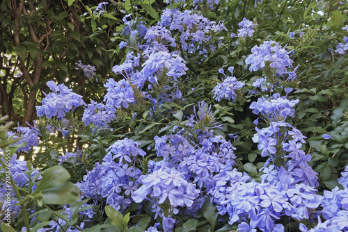 shrub of blue blumbago or cape leadwort in blooming