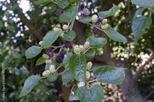 white mulberry, branch with Leaves and fruits