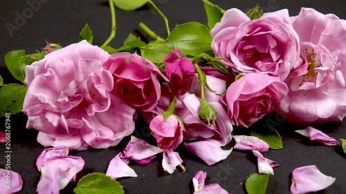 Fresh pink roses and rose petals are on a black table, side view, slow motion.