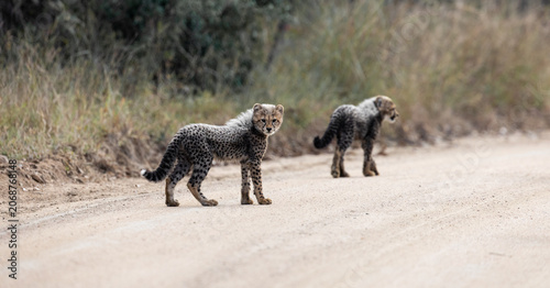 Tiny cheetah cubs look like a honey badger