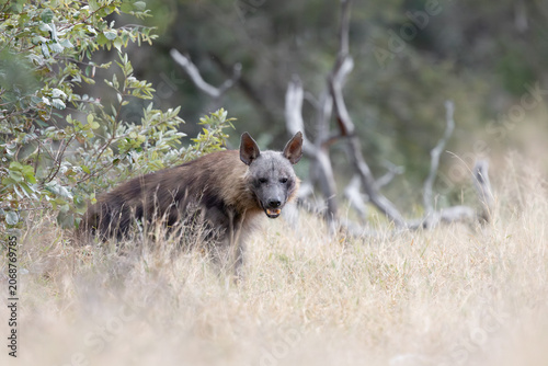 a rare Brown hyena close-up in the bushveld