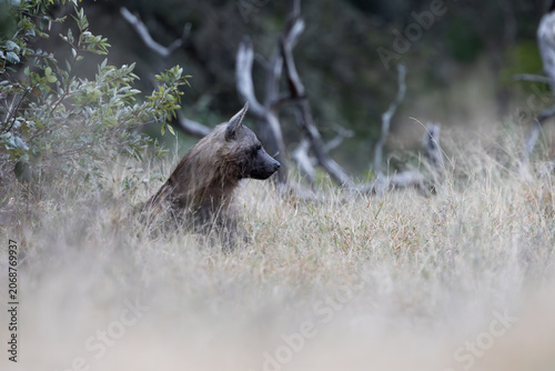 a rare Brown hyena close-up in the bushveld