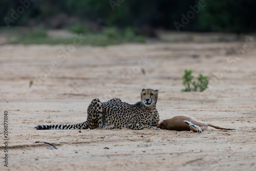 a cheetah with an impala kill in a dry riverbed