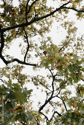Branches and leaves of large tree in autumn, green turning orange, season change