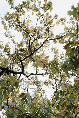 Branches and leaves of large tree in autumn, green turning orange, season change