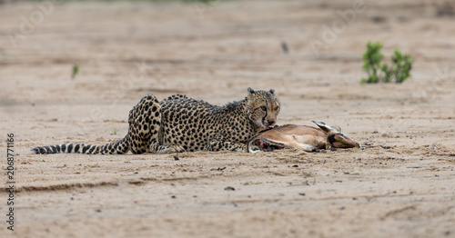 a cheetah with an impala kill in a dry riverbed