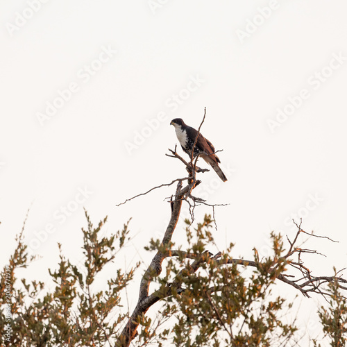 a black sparrow hawk in golden light