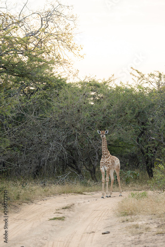 a young giraffe calf at sunrise