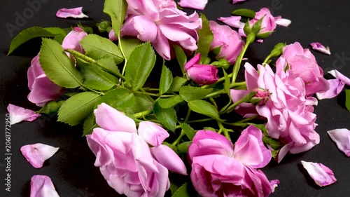 Fresh pink roses and rose petals are on a black table, top view, background