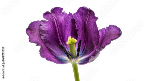 Fotografie Purple parrot tulip flower with ruffled petals and yellow stamen